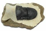 Flying Paralejurus Trilobite With Exposed Hypostome #376898-2